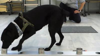 Вынюхивающие COVID-19 собаки появились в аэропорту Финляндии. - mur.tv - Финляндия - Хельсинки