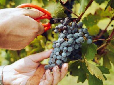 Стоит поспешить: что нужно сделать с виноградом до начала октября - lublusebya.ru