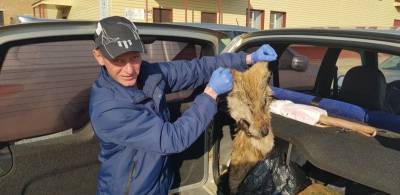 В Сыктывдинском районе добыли матерого волка - mur.tv