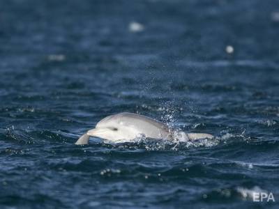Украинские пограничники в Азовском море освободили дельфина - mur.tv - Украина - Донецк