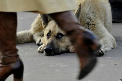 Руководство СахГРЭС-2 проверит, кто и как истреблял собак на их территории - mur.tv - Россия