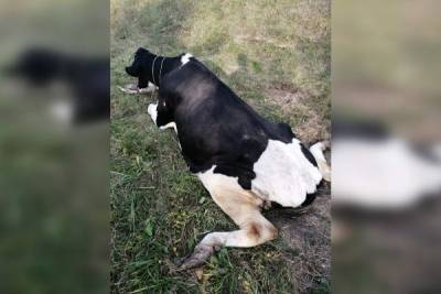 У владельца брошенной на обочине коровы нашли нелегальное стадо - mur.tv - Москва - Нижегородская обл.