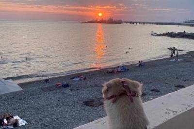 Брошенная собака из Пскова переехала к морю и обрела счастье - mur.tv - Псков