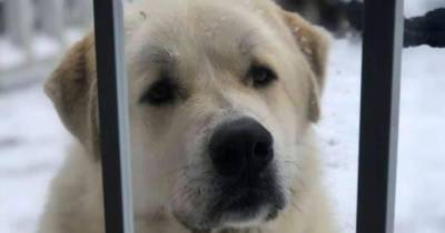 Этот пёс-герой спас жизнь членам своей семьи, заплатив собственной жизнью - mur.tv - Сша
