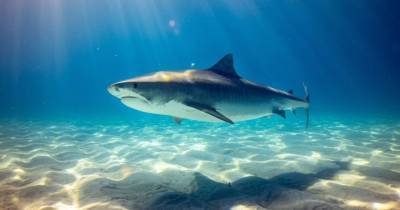 Полмиллиона акул будут убиты ради вакцины от COVID-19 - mur.tv