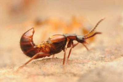 Незваный гость хуже — как жучок ломехуза в одиночку уничтожает целый муравейник - chert-poberi.ru
