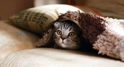 Она нереальная! 10 необычных фактов про кошек, о которых вы точно не знали - milayaya.ru - Россия - Сша