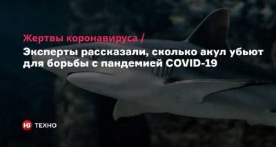 Жертвы коронавируса. Эксперты рассказали, сколько акул убьют для борьбы с пандемией COVID-19 - mur.tv