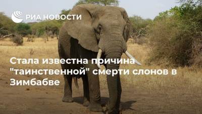 Стала известна причина “таинственной” смерти слонов в Зимбабве - mur.tv - Москва - Зимбабве