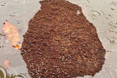 Живой плот из собственных тел — как муравьи Южной Америки спасаются от наводнений - chert-poberi.ru