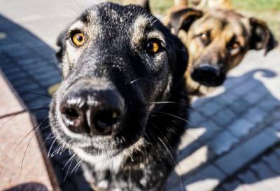 Отловом бродячих собак в Улан-Удэ займутся зоозащитники - mur.tv - Улан-Удэ