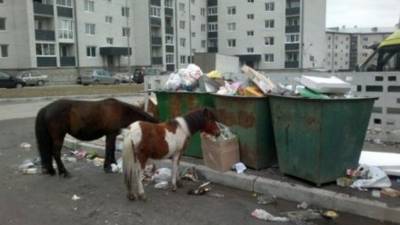 Безнадзорных лошадей в Якутске решили отправлять на штрафстоянку - mur.tv - Якутск