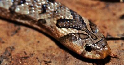 Тайскую змею застали за поеданием своих жертв изнутри - mur.tv