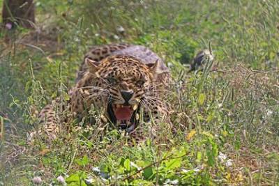 Мужчина поклялся отомстить леопарду за убитую корову и год ждал гибели хищника - mur.tv - India - штат Керала