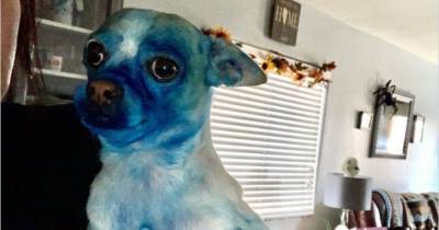 Незадачливый пёс испачкался в синей краске, и фотошоперы взялись за дело. И он отлично смотрится на картинах! - mur.tv