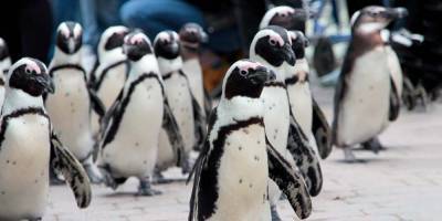 Камера GoPro снимает повседневную жизнь пингвинов в зоопарке в Австралии - mur.tv - Австралия