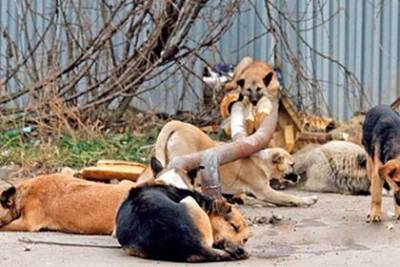 Бродячие собаки оккупировали российский город - mur.tv - Россия - Саратов