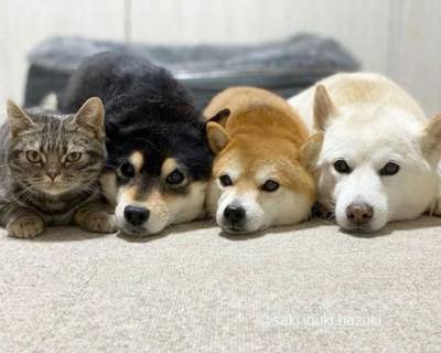 Курьез: пользователей Сети рассмешила кошка, считающая что она собака - mur.tv - Япония