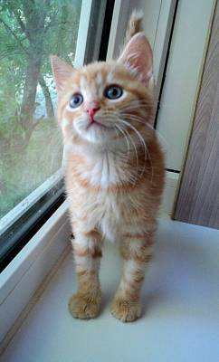 Рыжий котенок все время смотрел в окно, словно ожидая хозяев - mur.tv