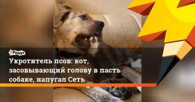 Укротитель псов: кот, засовывающий голову в пасть собаке, напугал Сеть - mur.tv
