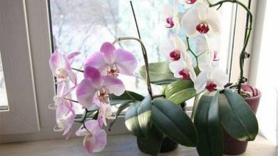 Как ухаживать за орхидеями в горшке - lifehelper.one