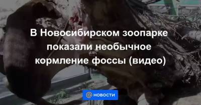 В Новосибирском зоопарке показали необычное кормление фоссы (видео) - mur.tv - Новосибирск