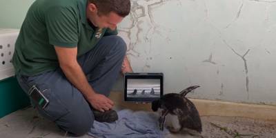 В австралийском зоопарке живет одинокий пингвиненок он обожает смотреть мультики и документалки про своих сородичей: видео - mur.tv - Австралия - Перт