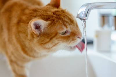 Сколько кошка должна пить в день? - mur.tv