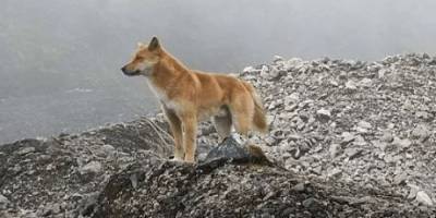 В Новой Гвинее обнаружили поющих собак - mur.tv - Гвинея