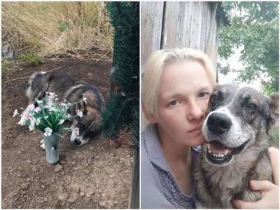 Пёс три года жил на могиле хозяина (3 фото) - chert-poberi.ru - Кривой Рог