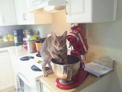 Коты, которые не могут пройти мимо еды хозяев - lublusebya.ru