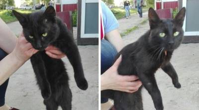 Черный кот выпрашивал еду у переполненного магазина - mur.tv - Петрозаводск