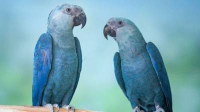 Попугаев-матерщинников спрятали от посетителей британского зоопарка - mur.tv - Англия