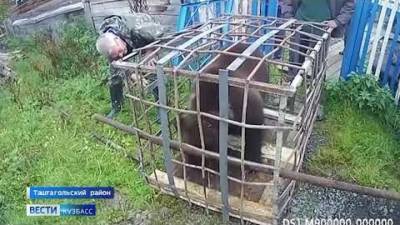 Кемеровчане поделились видео как на волю выпускают медвежонка - mur.tv - Россия