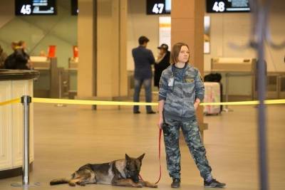 Аэрофлот тренирует собак, чтобы искать больных коронавирусом в аэропортах - mur.tv