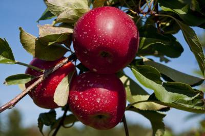 Раскрыто, как правильно срывать яблоки с веток - woman.rambler.ru