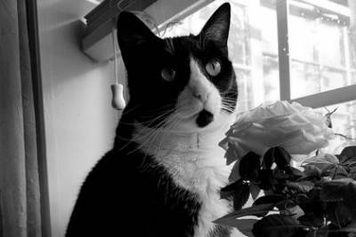 Умерла кошка из мема кричащий плачущий кот - mur.tv