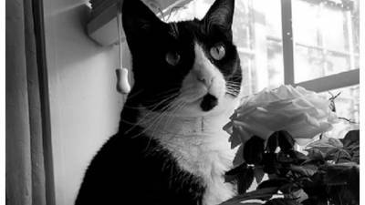 Умерла кошка из мема “кричащий плачущий кот” - mur.tv