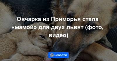 Овчарка из Приморья стала мамой для двух львят (фото, видео) - mur.tv - Приморье край - район Надеждинский