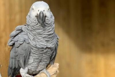 Попугаи-матерщинники атаковали британский зоопарк: скоро будет 250 ругающихся птиц - mur.tv