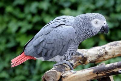 Стив Николс - В зоопарке Англии группу попугаев отправили на перевоспитание из-за матов в сторону посетителей - mur.tv - New York - Англия