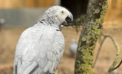 Стив Николс - Пять попугаев в зоопарке в Англии провоцировали друг друга материться. Их пришлось рассадить - mur.tv - Англия