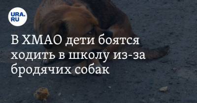 В ХМАО дети боятся ходить в школу из-за бродячих собак - mur.tv - округ Югра - Нефтеюганск