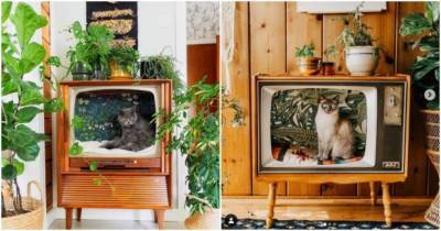 Люди превращают винтажные телевизоры в уютные кровати для кошек - lifehelper.one
