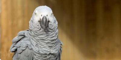 Стив Николс - В Британии зоопарк спрятал попугаев, которые смеялись над посетителями и матерились - mur.tv - Англия