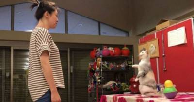 Эбису первая кошка в мире, копирующая человеческие движения - mur.tv - Япония