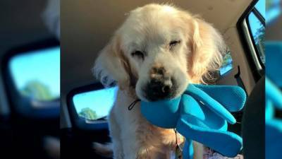 Последние новости о неизлечимо больном псе Тео: он жив, и у него есть любимая игрушка - mur.tv