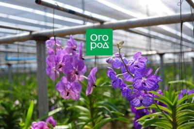 Нестандартные способы выращивания эпифитных орхидей - sadogorod.club