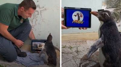 Одинокий пингвин пристрастился к мультфильмам про своих сородичей - mur.tv
