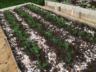 Применяем яичную скорлупу как удобрение для садовых, огородных и комнатных культур - lublusebya.ru